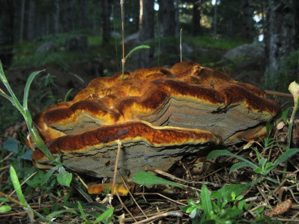 Fungo indet dalla Sila (Phaeolus schweinitzii)
